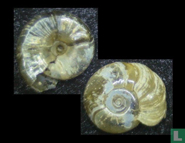 Segmentina nitida 