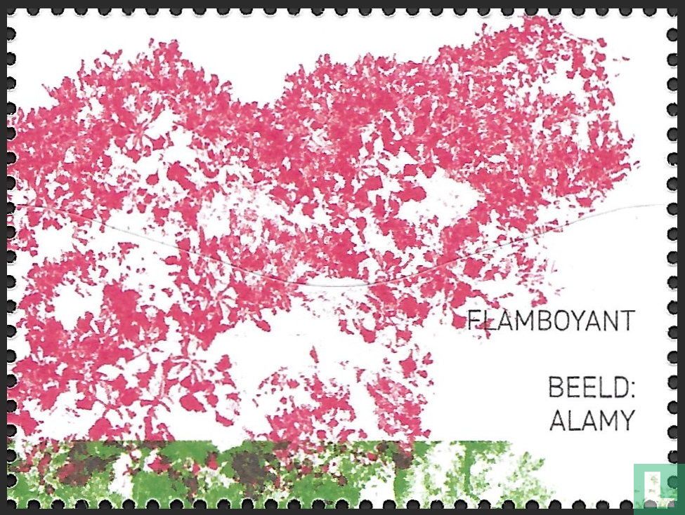 Flamboyant