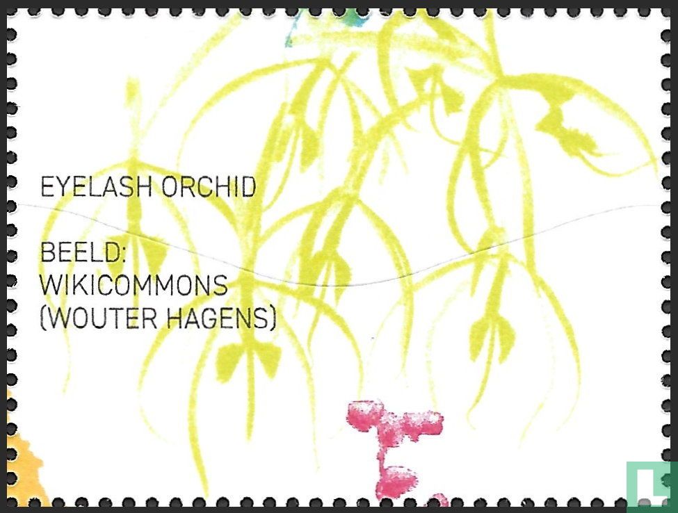 Eyelash Orchid
