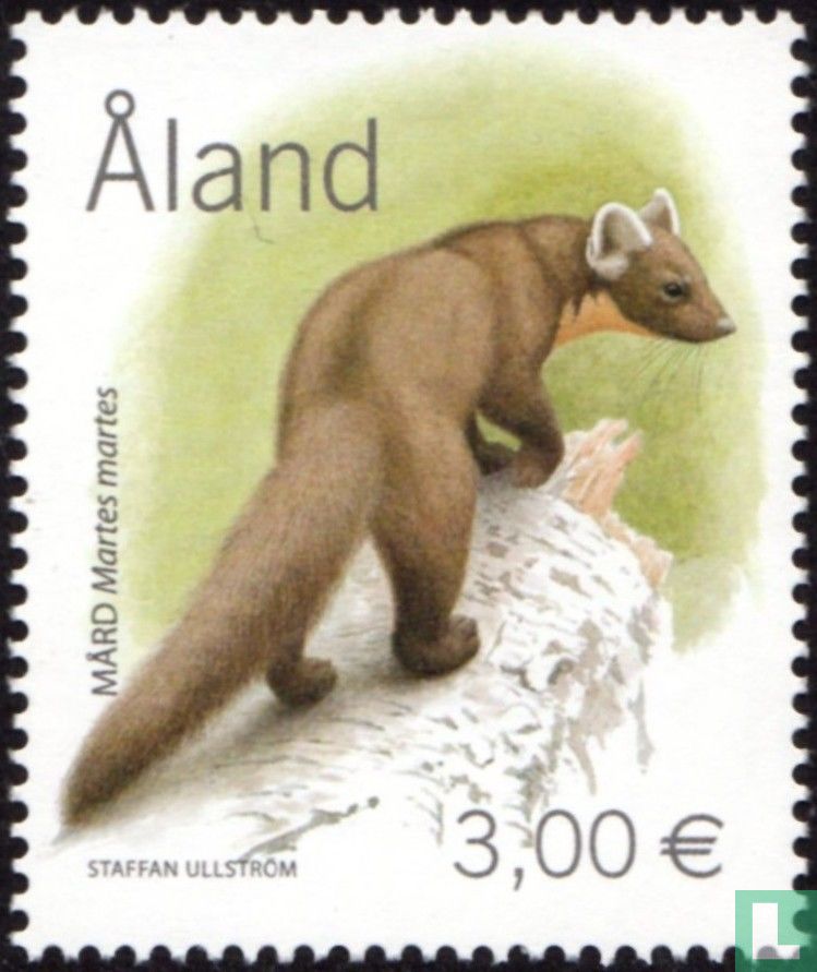 Tree marten