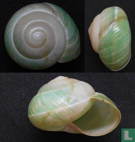 Asperitas bimaensis