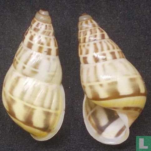 Amphidromus iunior