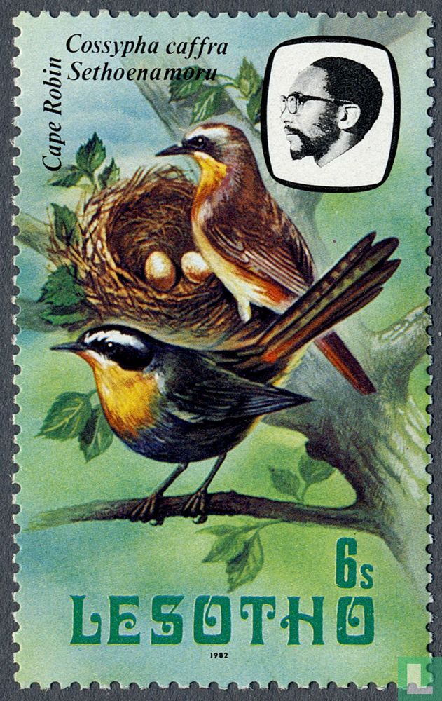 Cape robin