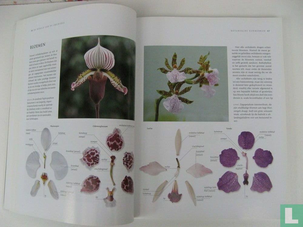 Orchideeën