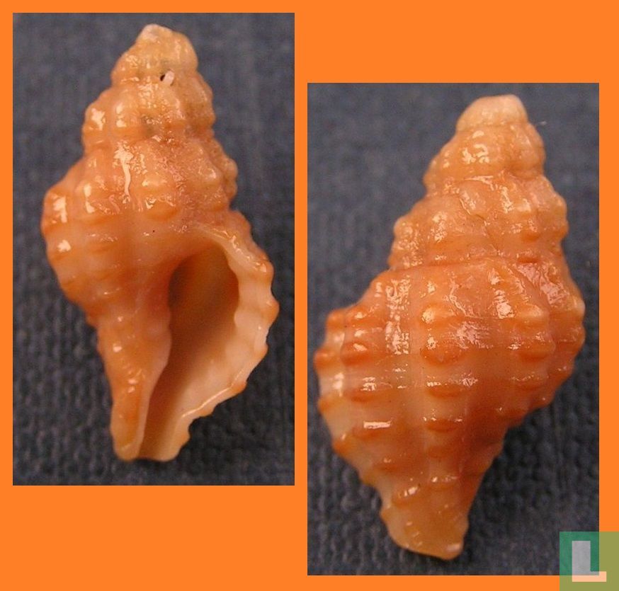 Muricopsis necocheanus