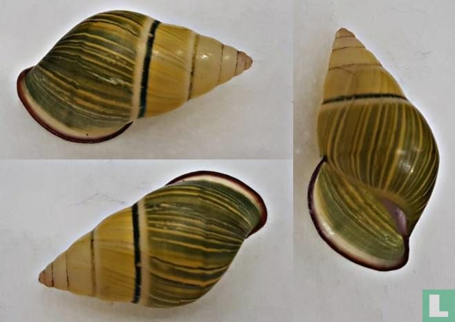 Amphidromus khoatuanorum