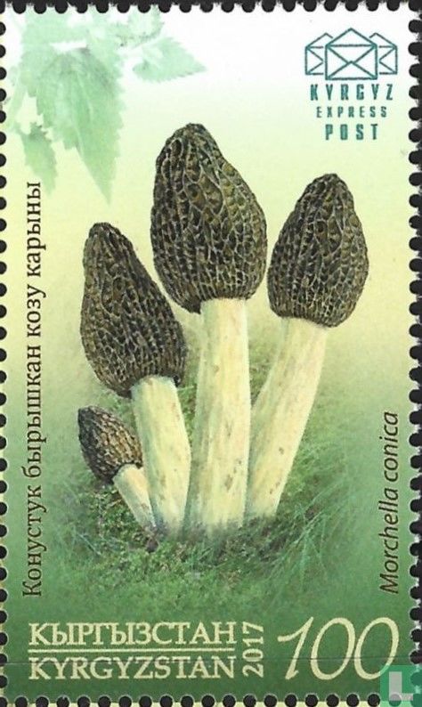 Black morel