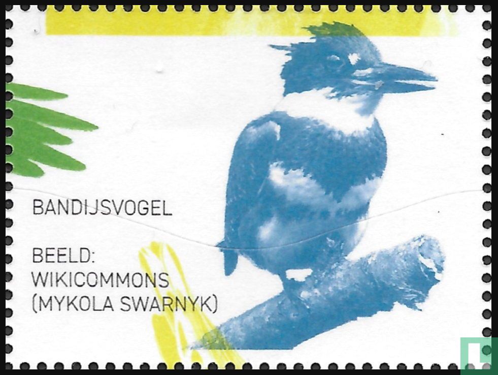 Belted Kingfisher