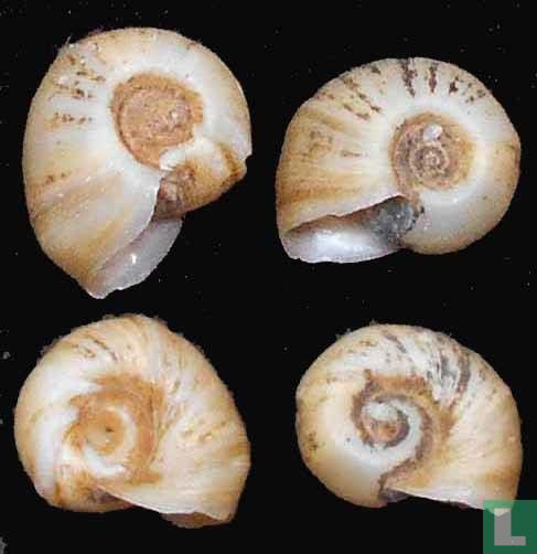 Indoplanorbis exustus