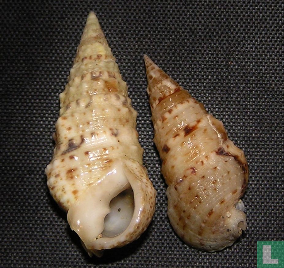 Rhinoclavis sinensis