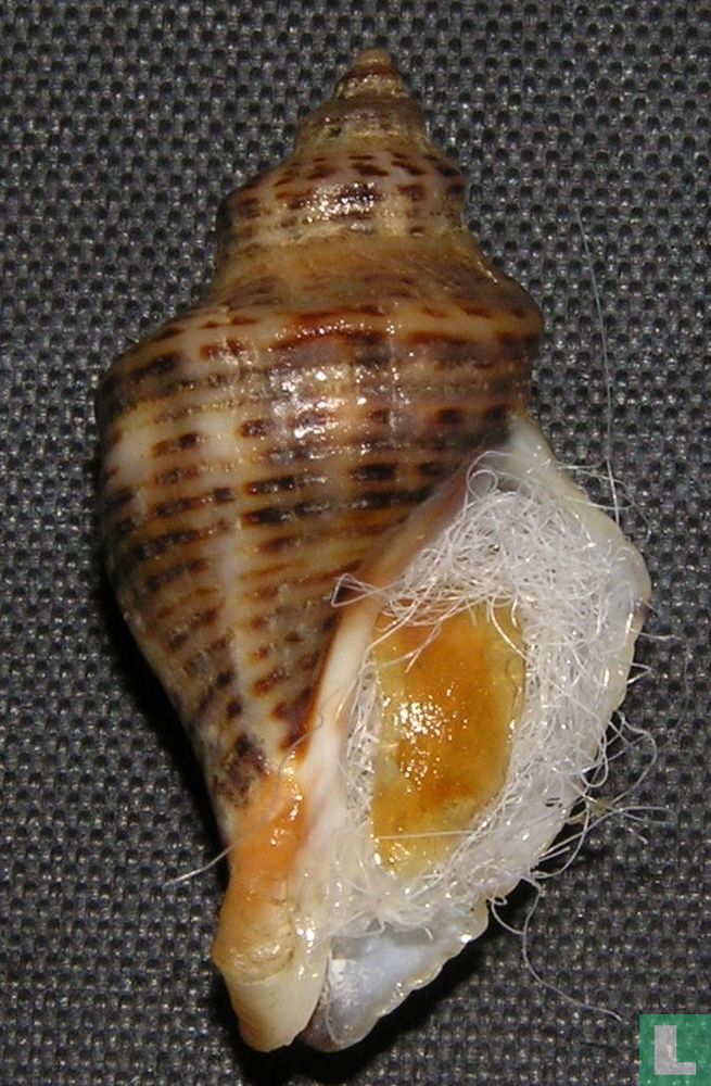 Acanthinucella spirata 