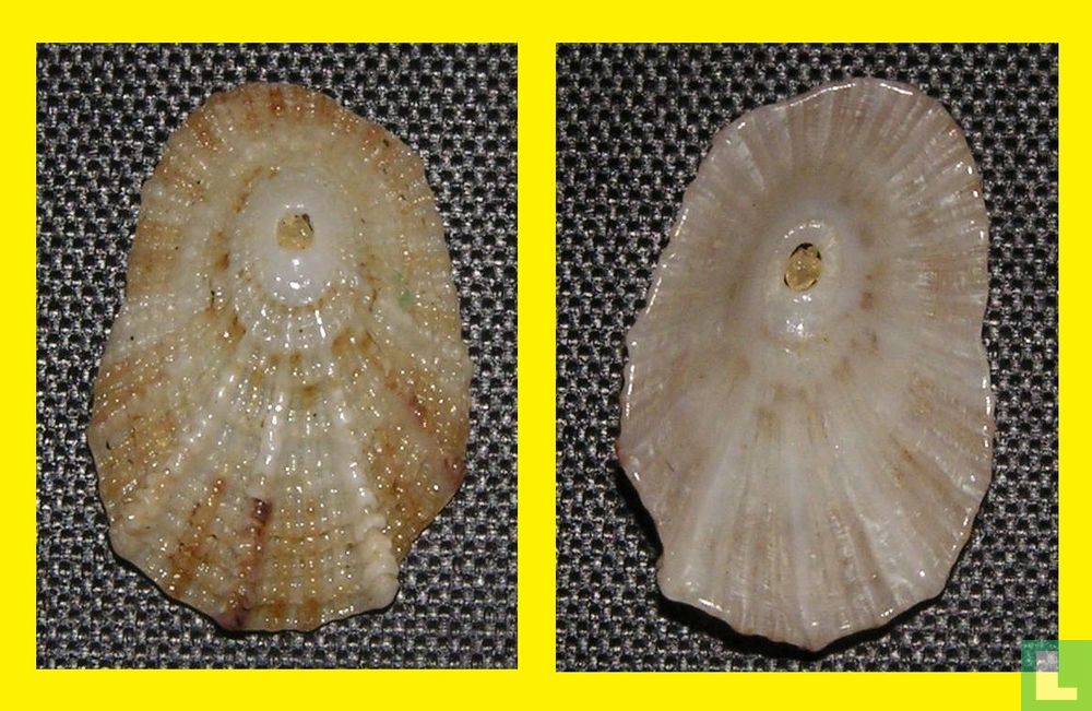 Diodora calyculata