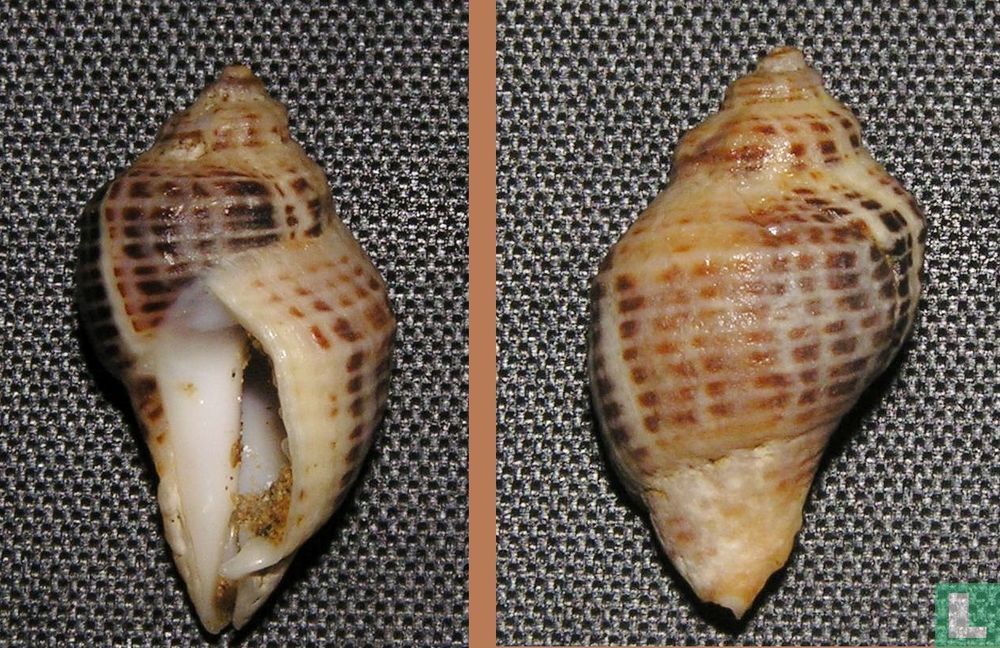 Acanthinucella paucilirata 