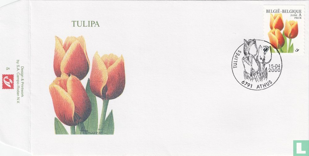 Tulp "Triomf, Kees Nelis"