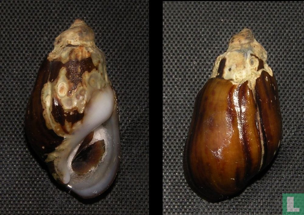 Melanopsis attenuata