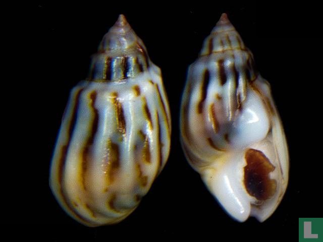 Melanopsis douttei