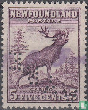 Caribou