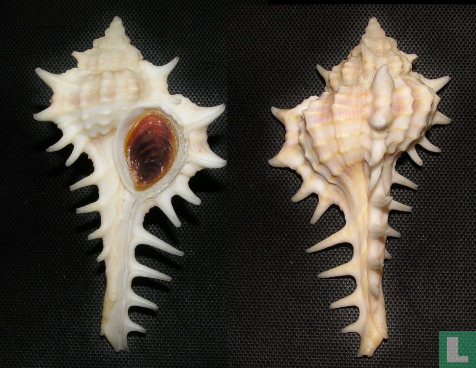 Vokesimurex ruthae