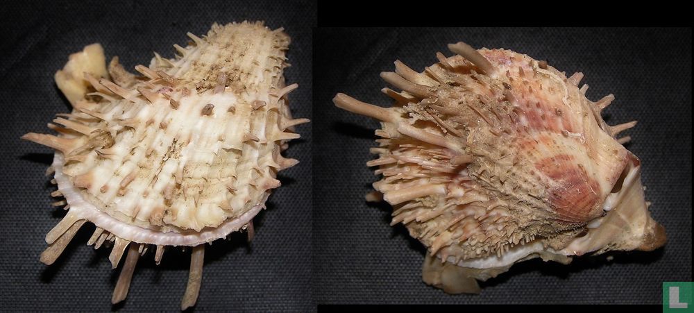 Spondylus squamosus