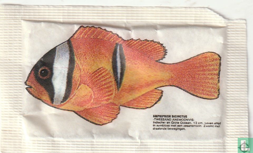 Amphiprion bicinctus