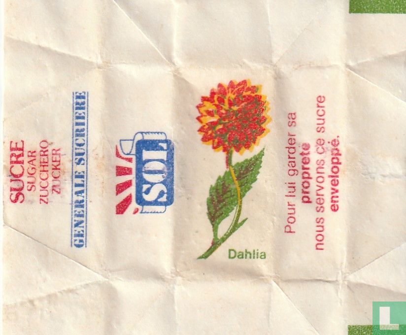 Dahlia