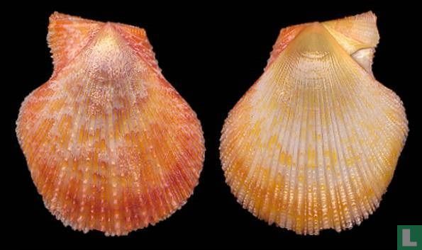 Laevichlamys cuneata 
