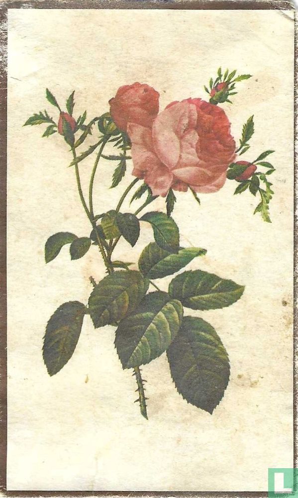 "rozen"