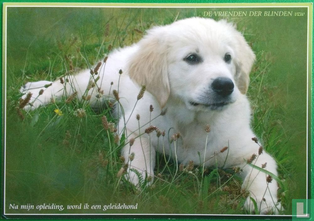 Hond