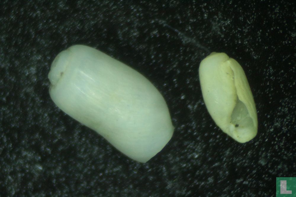 Retusa obtusa