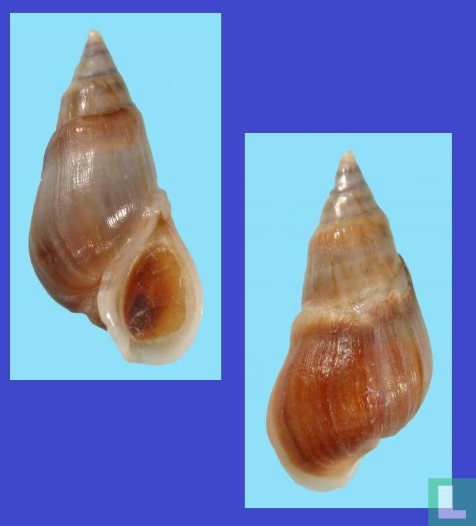Melanopsis cesari