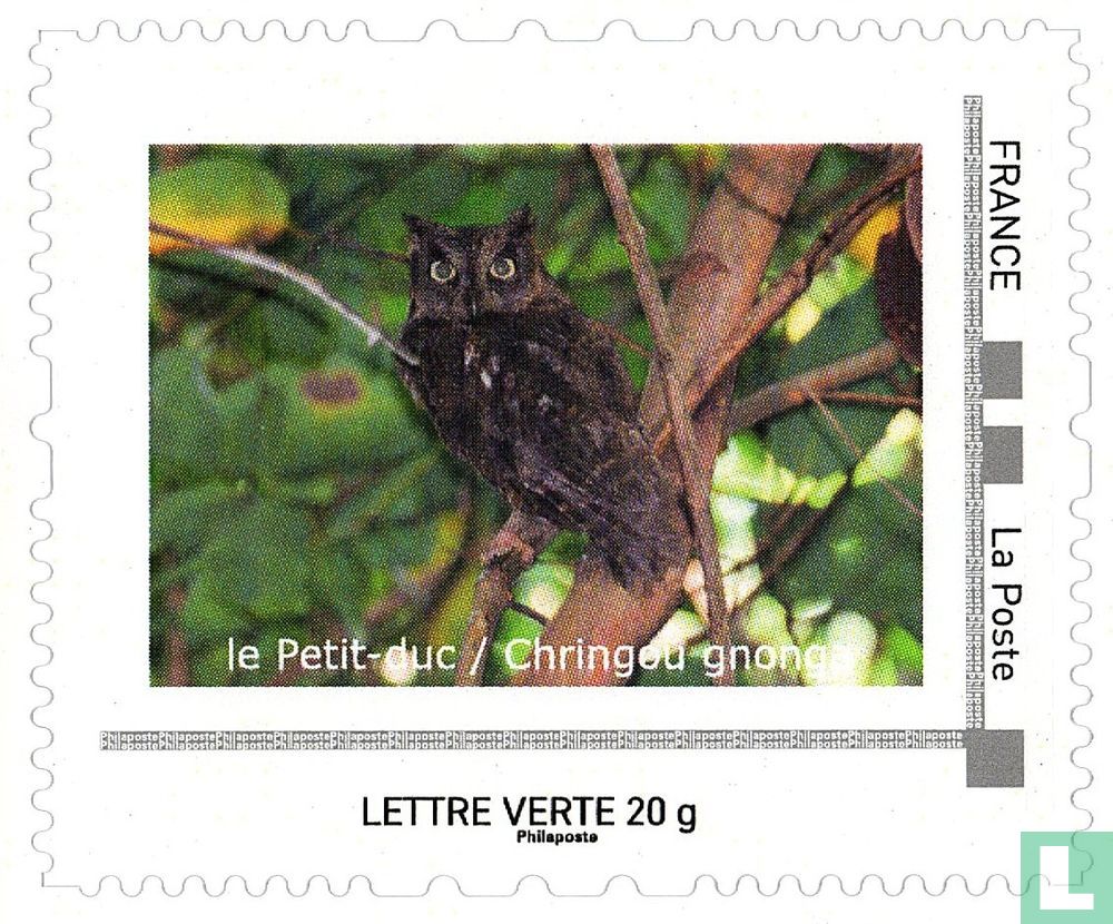 Le petit-duc
