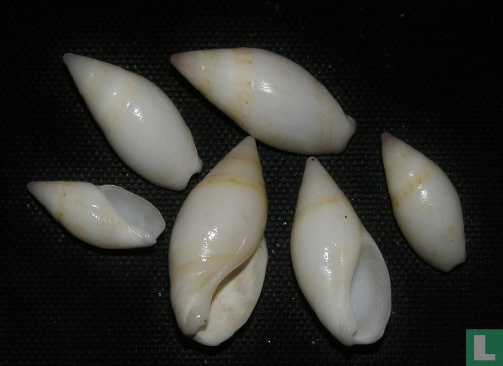 Amalda monilifera
