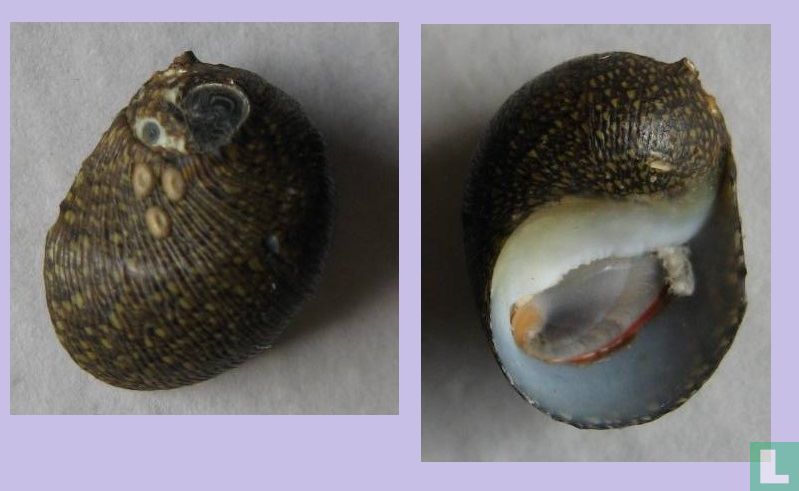 Clithon subpunctatum 