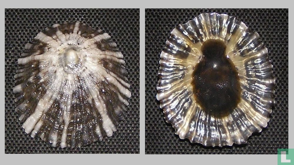 Cellana pricei