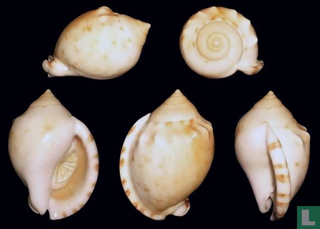 Semicassis labiata collactea 