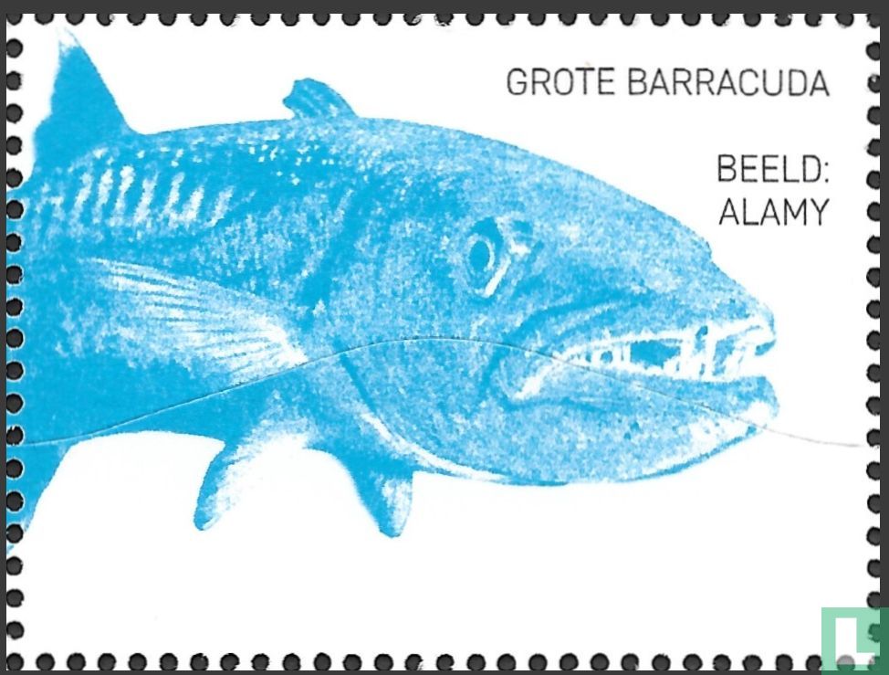 Large barracuda