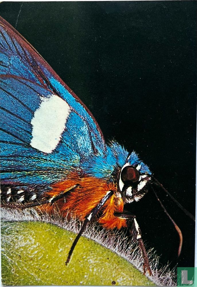 Vlinder