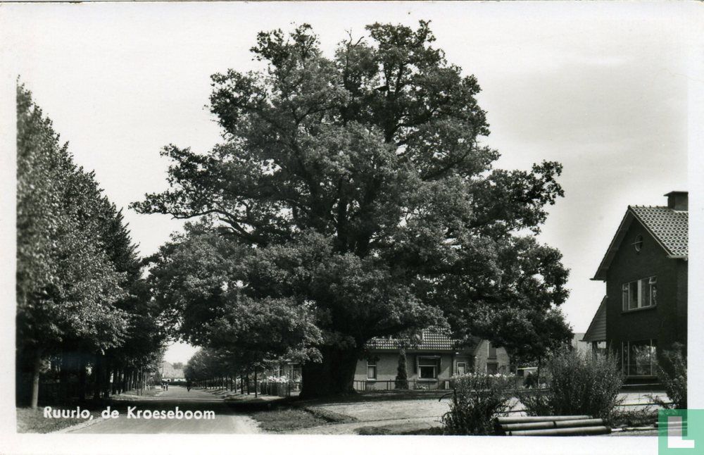 Ruurlo. de Kroeseboom