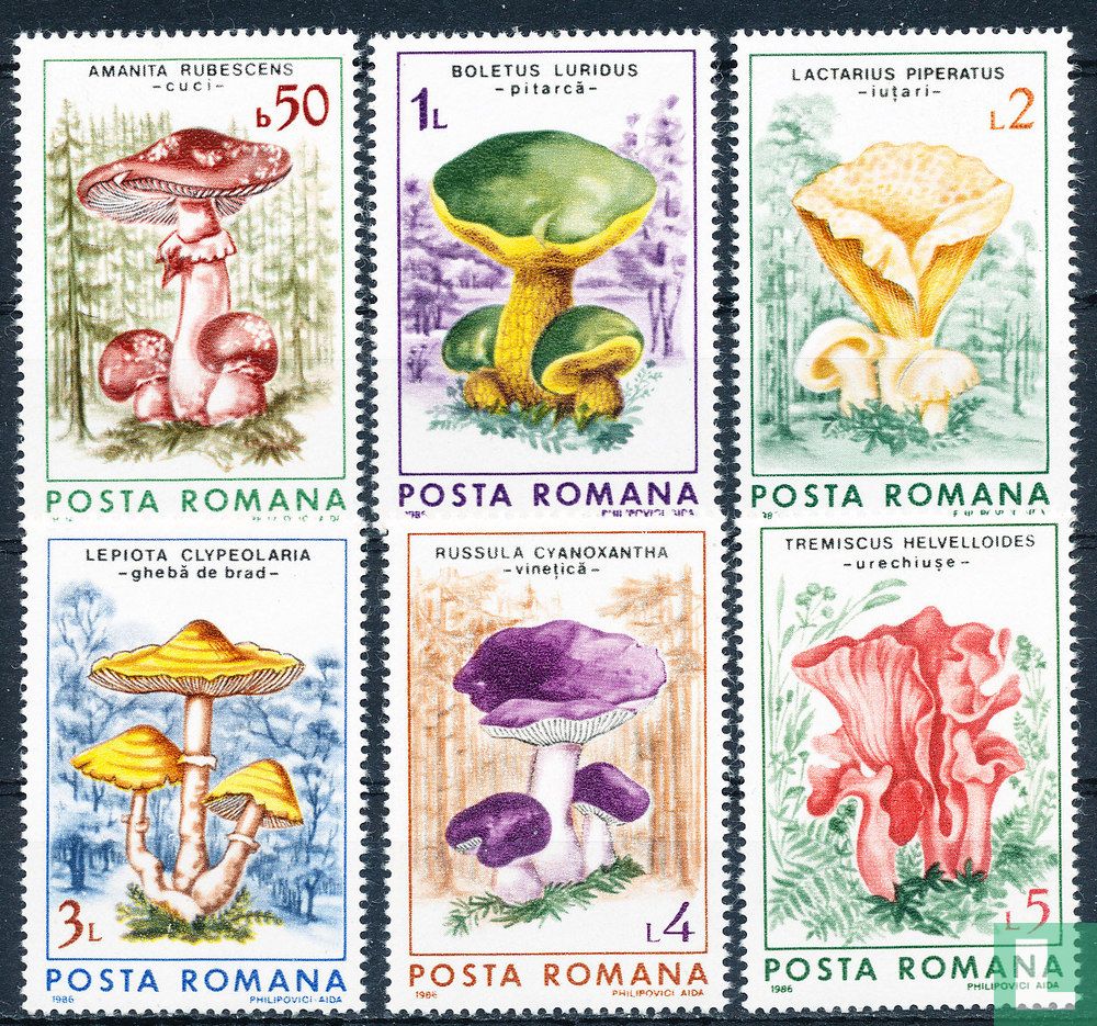 Champignons