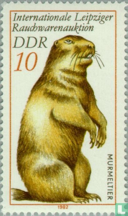 Bobakmarmot
