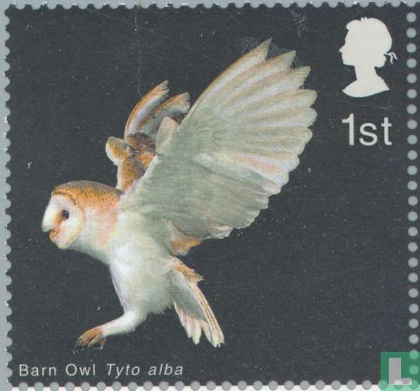 Oiseaux de proie