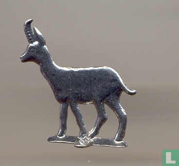 Chamois