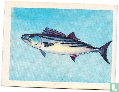 Bonito