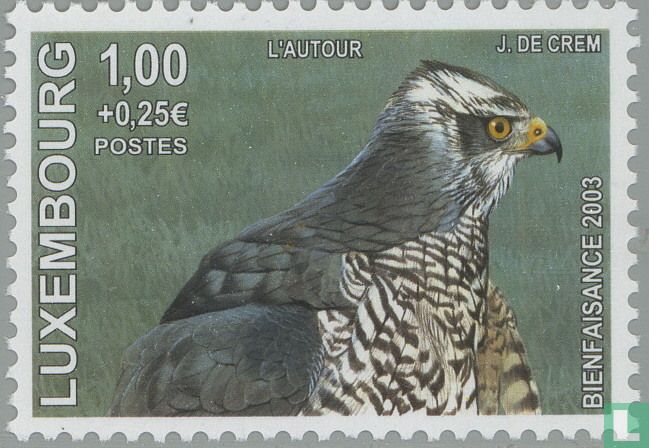 Eurasian goshawk