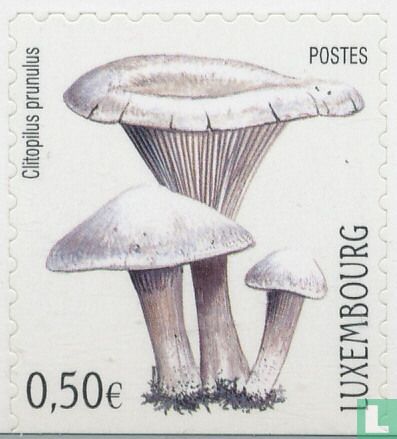 Champignons