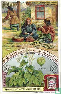 Arzneipflanzen
