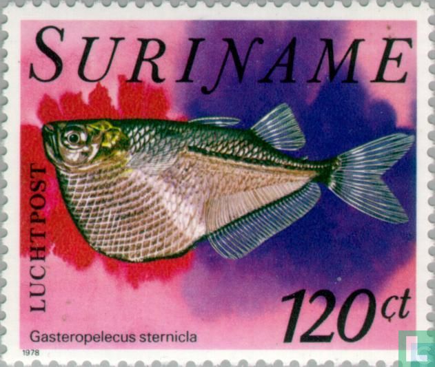 Gasteropelecus sternicla