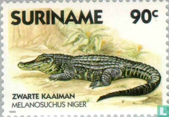 Black Caiman