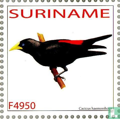 Red-rumped cacique