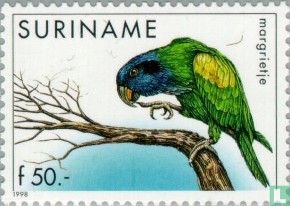Blue-headed Parrot